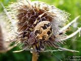Паяк-кръстоносец - Araneus foliatus. 01.05.2008 - Под преливника на язовир "Суар" (Марашкия язовир) 