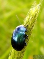 Chrysolina coerulans. 01.05.2008 - Около язовир "Суар" (Марашкия язовир).