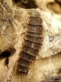 Ларва на светулка - Lampyris noctiluca (larva). 01.05.2008 - Водонапоителния канал под кв. Дивдядово. 